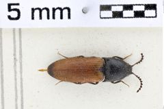 Foto (Dorsalansicht) von Ampedus elongatulus (NHMW-ZOO-COL-0011178)